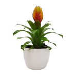 90mm Bromeliad - Bromeliaceae In Ceramic Pot