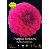 Yarra Valley Bulbs Purple Dream - 1 Pack