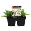 4 Cell Phlox Popstar White - Phlox hybrid