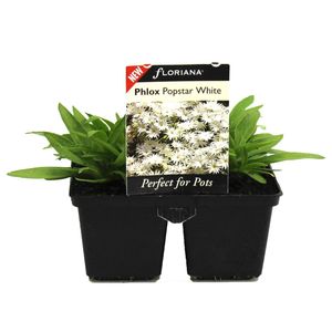4 Cell Phlox Popstar White - Phlox hybrid