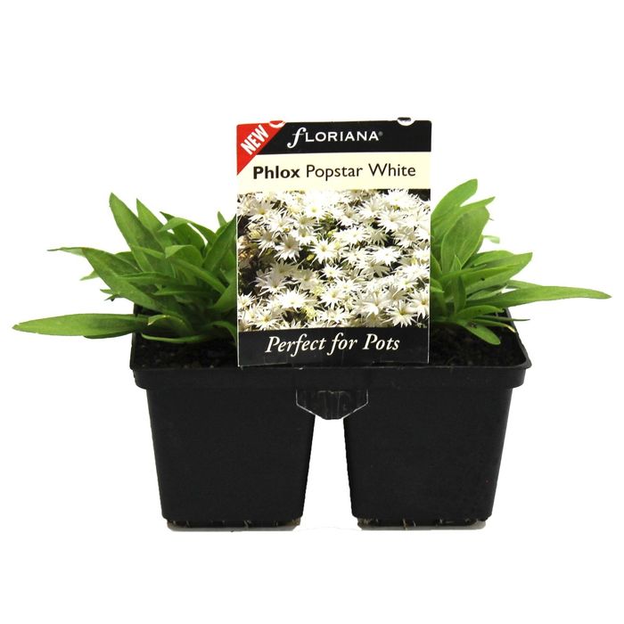 4 Cell Phlox Popstar White - Phlox hybrid