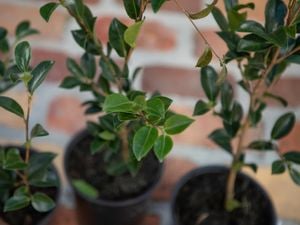 Potted plant with green leaves.