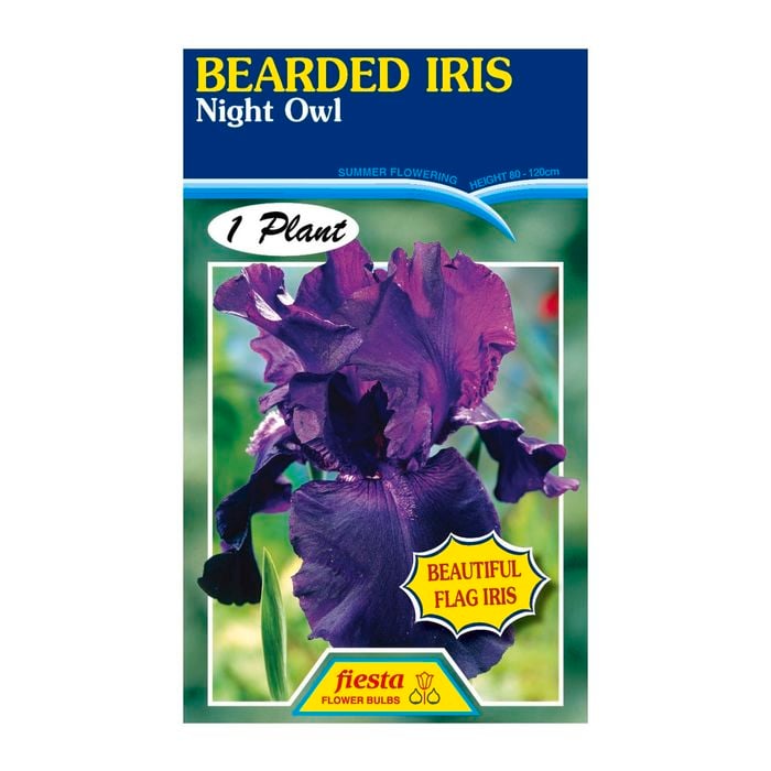 Fiesta Flower Bulbs Iris Germanica Night Owl Bulb