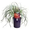 140mm Moon Falls - Carex oshimensis