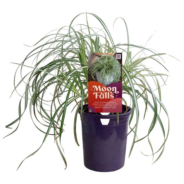 140mm Moon Falls - Carex oshimensis