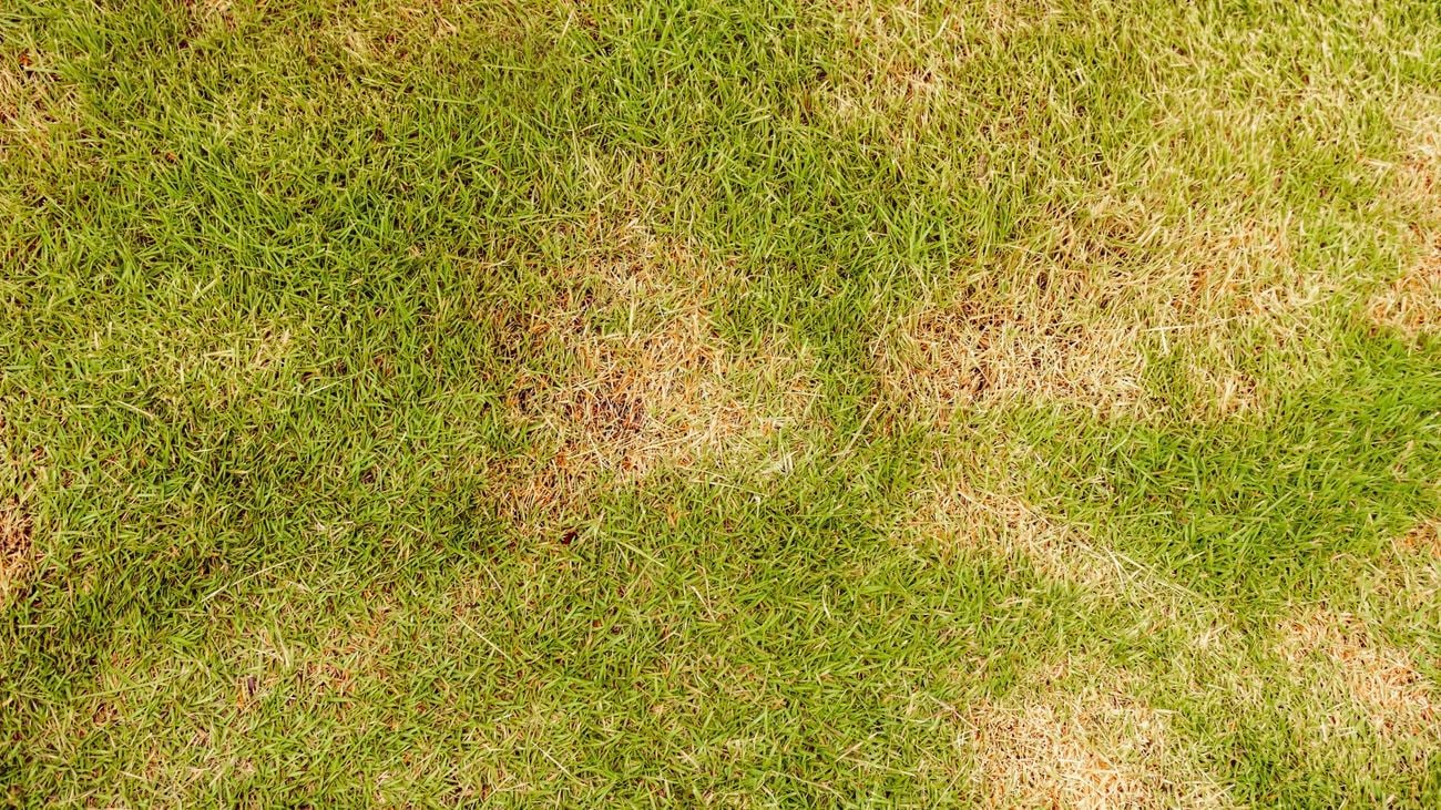 An area of grass with faded brown patches