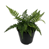140mm Korean Rock Fern - Polystichum tsussimense