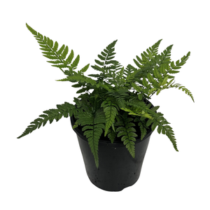 140mm Korean Rock Fern - Polystichum tsussimense