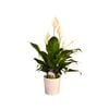 140mm Flamingo Flower In Ceramic Pot - Anthurium andreanum