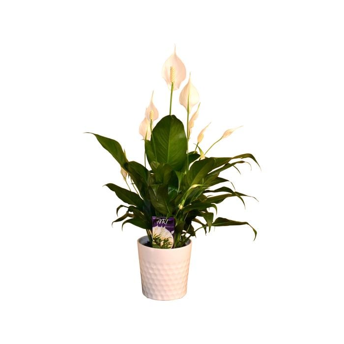 140mm Flamingo Flower In Ceramic Pot - Anthurium andreanum
