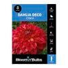 Bloomin Bulbs Dahlia Ciska 1 Pack