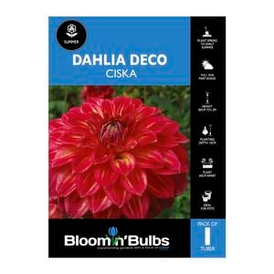 Bloomin Bulbs Dahlia Ciska 1 Pack