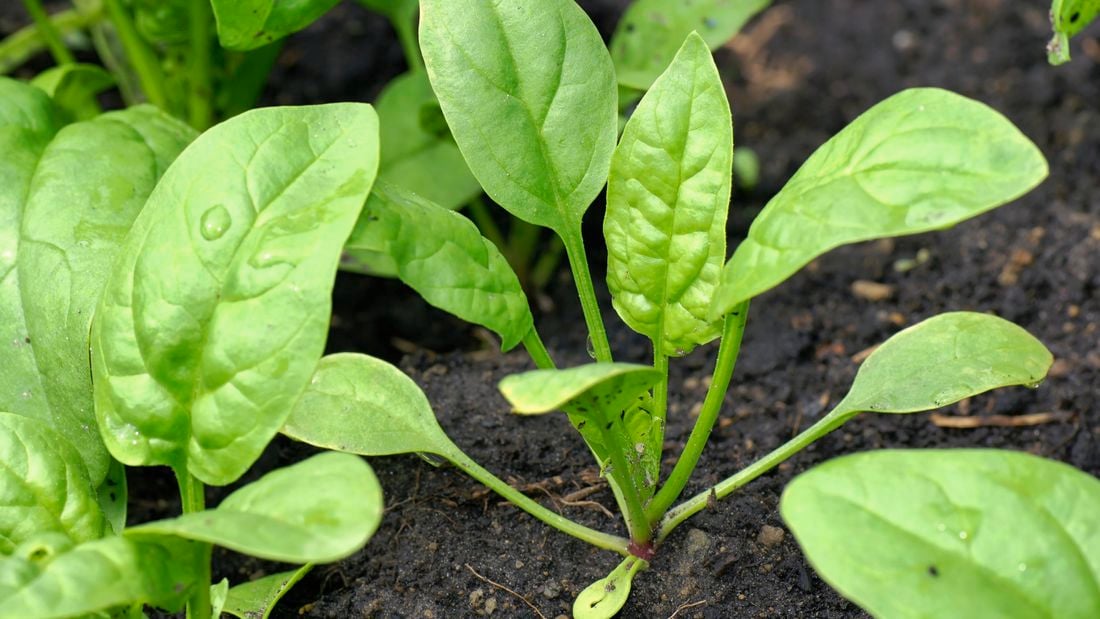 Spinach seedlings growing the soil