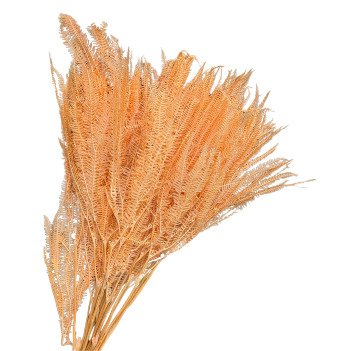 Blooms Of Joy 60cm Orange Helecho Fern