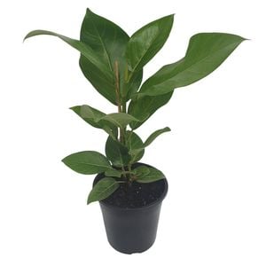 180mm Audrey - Ficus Benghalensis