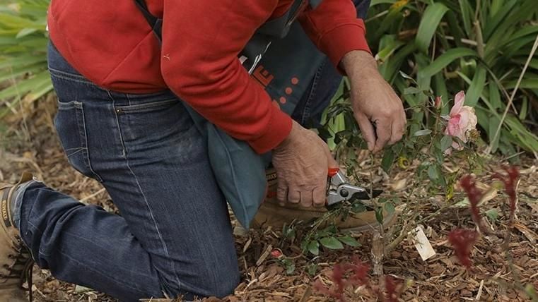 A person prunes a plant.