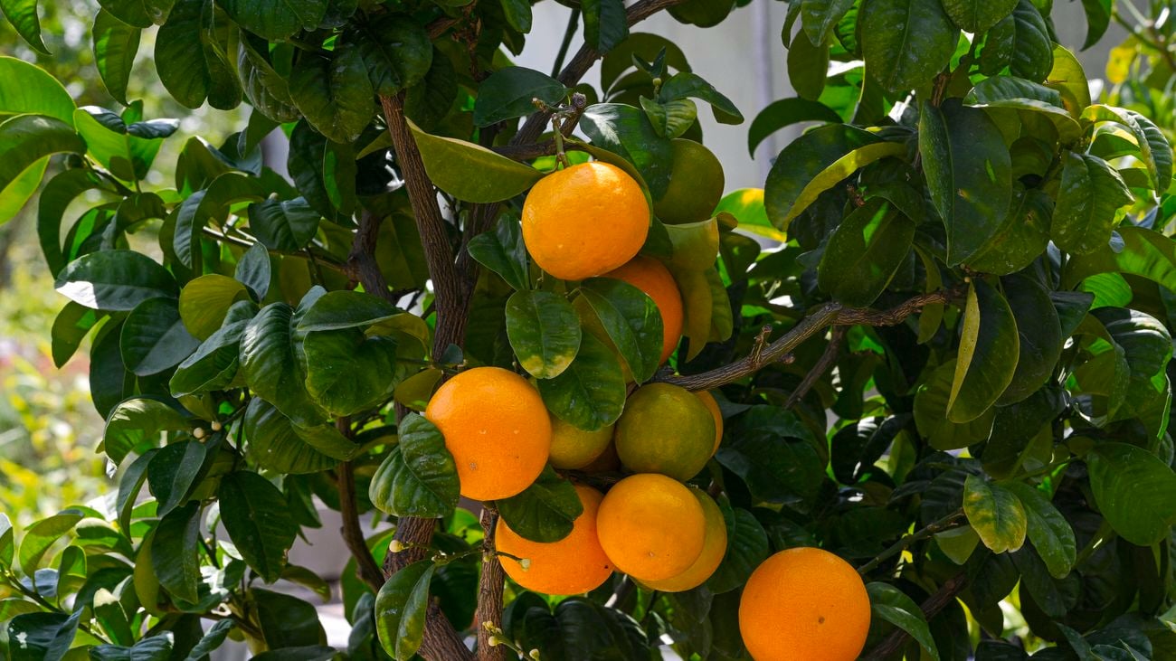 A dwarf orange branch, with fruit and leaves.