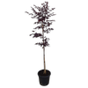 30L Bloodgood Japanese Maple - Acer Palmatum Bloodgood