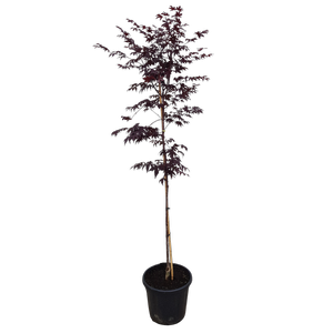 30L Bloodgood Japanese Maple - Acer Palmatum Bloodgood