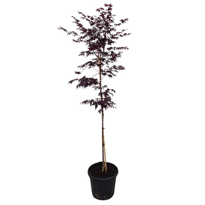 30L Bloodgood Japanese Maple - Acer Palmatum Bloodgood