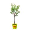 250mm Trevatt Apricot - Prunus Armeniaca