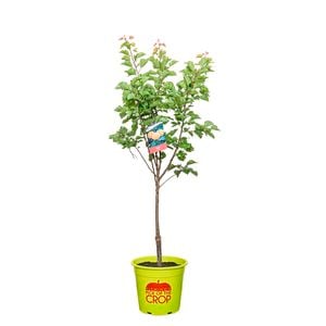 250mm Trevatt Apricot - Prunus Armeniaca