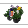 Potted Colour Assorted Varieties - 6 Pack