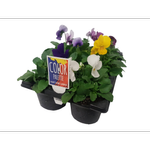 Potted Colour Assorted Varieties - 6 Pack