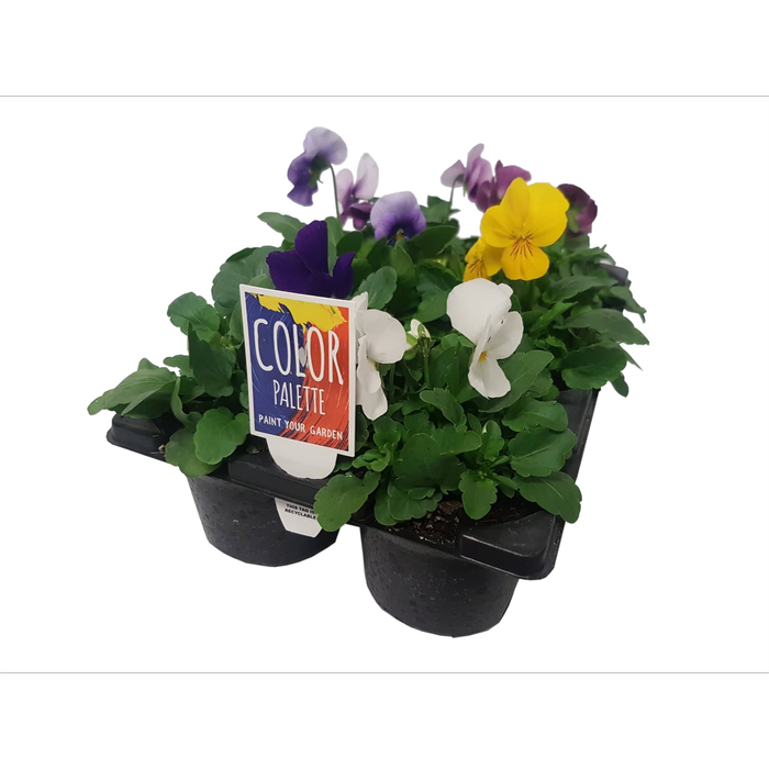 Potted Colour Assorted Varieties - 6 Pack