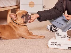 A person patting a french bulldog.