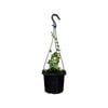 125mm Ruscifolia Hanger - Dischidia