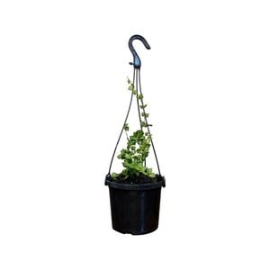 125mm Ruscifolia Hanger - Dischidia