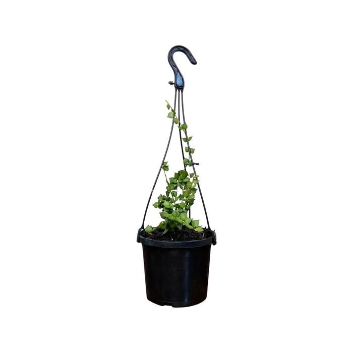 125mm Ruscifolia Hanger - Dischidia