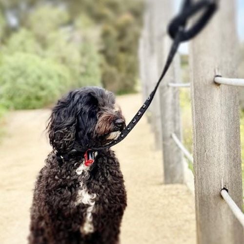 Dog leads bunnings fashion