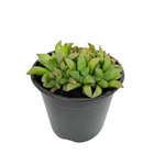 1.3L Gasteria - Gasteria pillansii