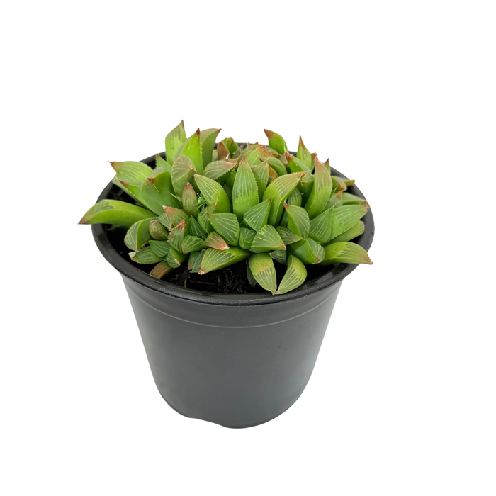 1.3L Gasteria - Gasteria pillansii