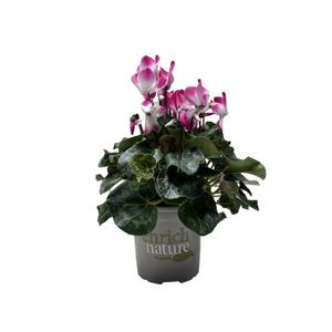 130mm Cylamen Fusion - Cyclamen persicum