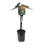 Plants for Ponds - 125mm Calocasia Amazon Queen