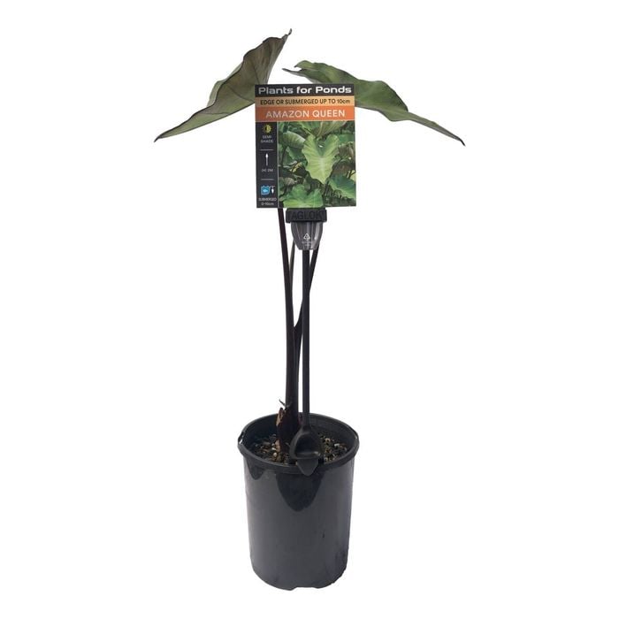 Plants for Ponds - 125mm Calocasia Amazon Queen