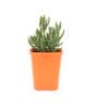 85mm Bright & Easy - Mesembryanthemum Mauve