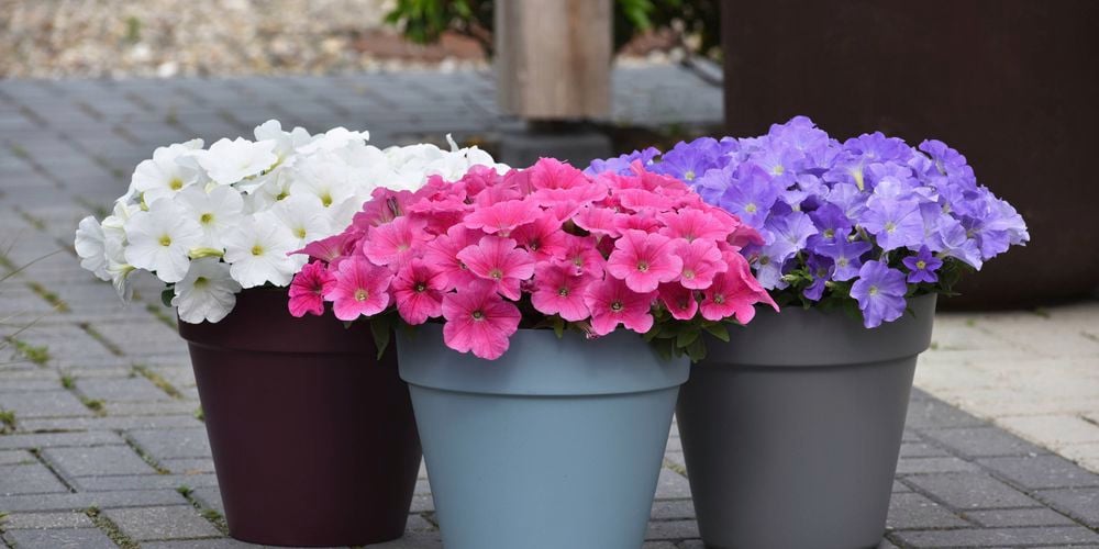 Spreading petunias will grow as wide as one metre across in garden beds or will cascade beautifully over the side of pots or hanging baskets