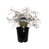 1.9L Muehlenbeckia Astonii - Muehlenbeckia astonii Petrie