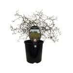 1.9L Muehlenbeckia Astonii - Muehlenbeckia astonii Petrie