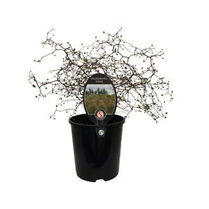 1.9L Muehlenbeckia Astonii - Muehlenbeckia astonii Petrie