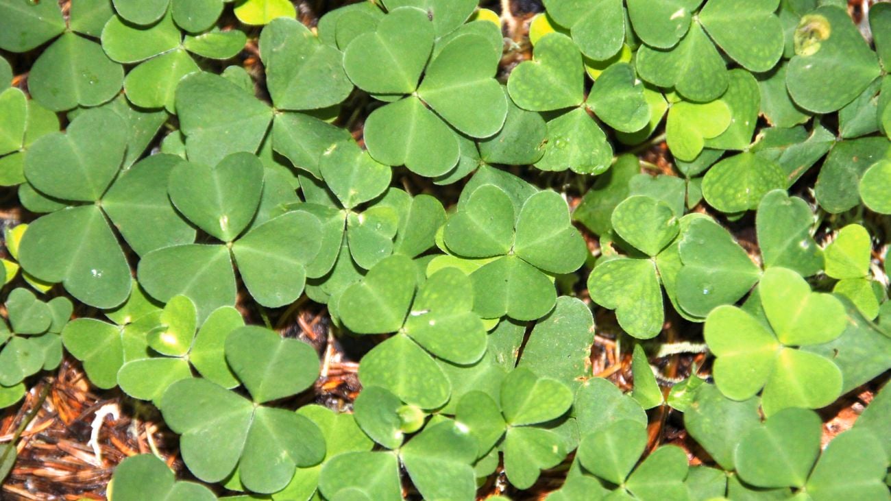 Clover-like weeds