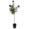 200mm Standard Rose - Rosa