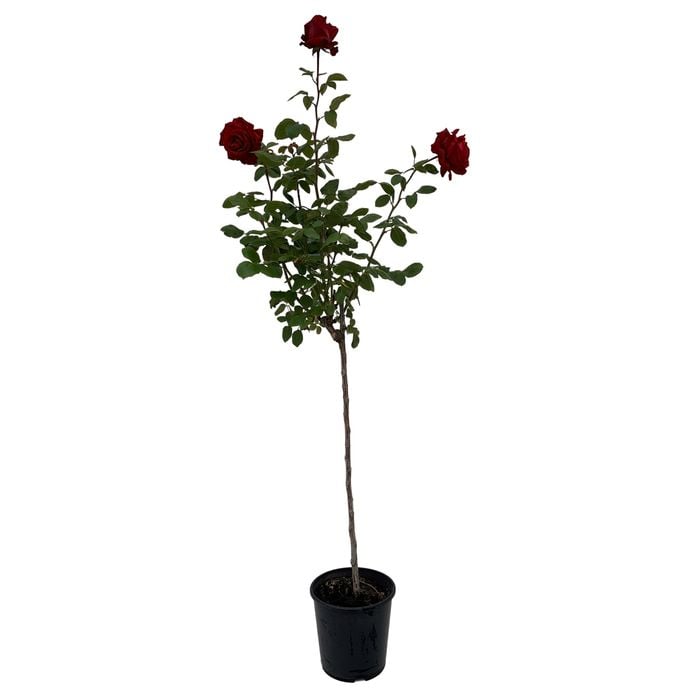 200mm Standard Rose - Rosa