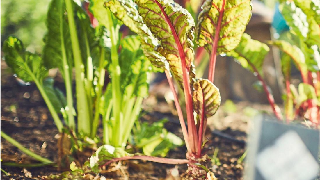 Young leafy greens grow in the soil.