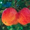 Bagged Malus Domestica Multi Graft 3 Way Gala / Pink Lady / Red Delicious Apple