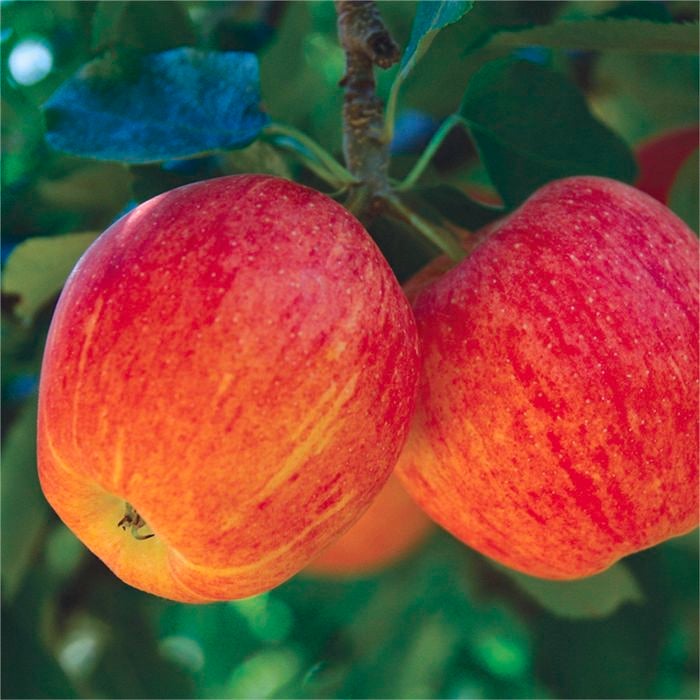 Bagged Malus Domestica Multi Graft 3 Way Gala / Pink Lady / Red Delicious Apple